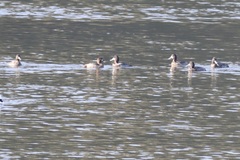 Aythya affinis