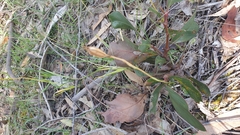 Pterostylis nutans