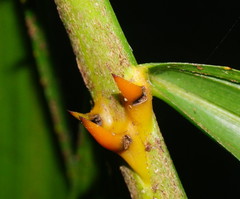 Calamus moti