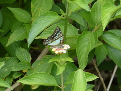 Graphium eurypylus