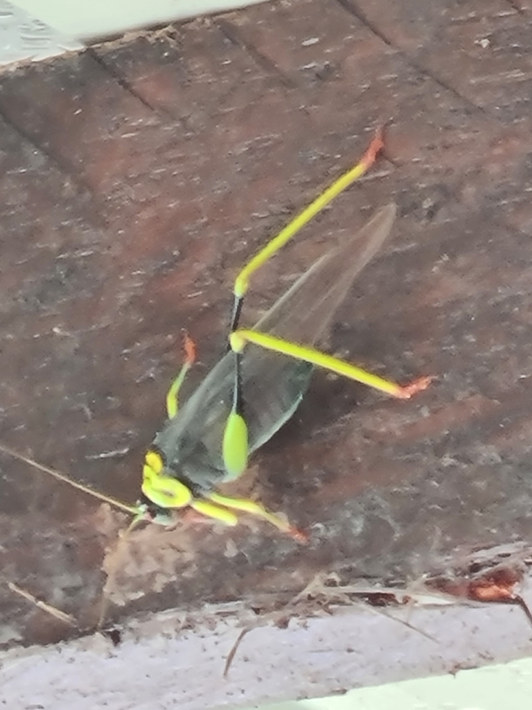 Euceraia insignis