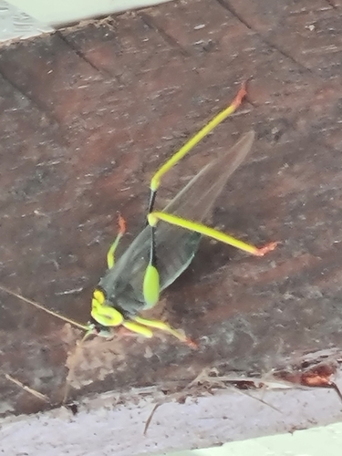 Euceraia insignis