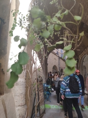 Dioscorea elephantipes