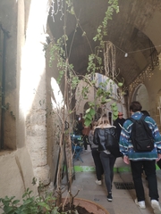 Dioscorea elephantipes