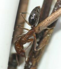 Odontomachus brunneus