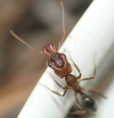 Odontomachus brunneus