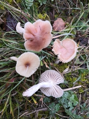 Cuphophyllus colemannianus