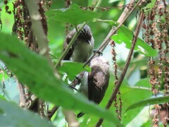 Picumnus granadensis