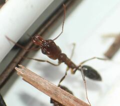 Odontomachus brunneus