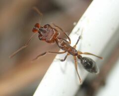 Odontomachus brunneus