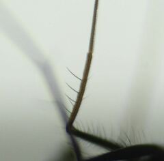 Condylostylus armipes