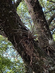 Tillandsia pohliana