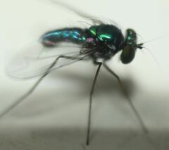 Condylostylus armipes