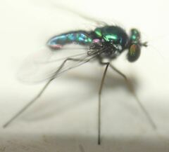 Condylostylus armipes
