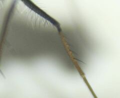 Condylostylus armipes