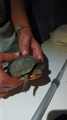 Kinosternon integrum