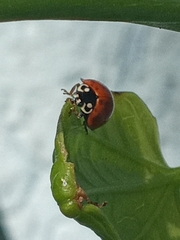 Cycloneda sanguinea