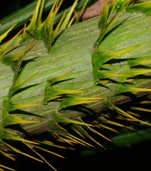 Calamus moti