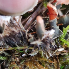 Peltigera rufescens