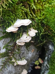 Schizophyllaceae