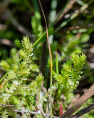Selaginella eclipes