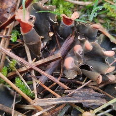 Peltigera rufescens