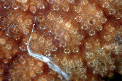Distaplia