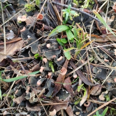 Peltigera rufescens