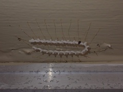Nymphes