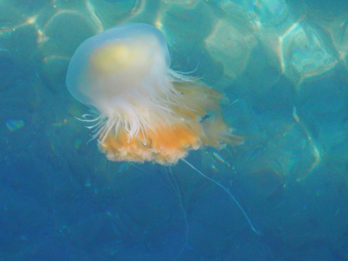 Egg-yolk Jelly, Port Townsend, WA, photo 7 of 10