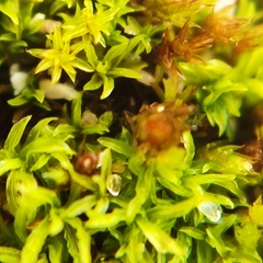 Peltigera rufescens