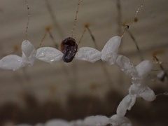 Nymphes