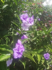 Brunfelsia pauciflora