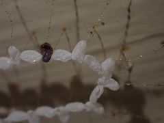 Nymphes