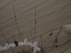 Nymphes