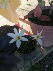 Zephyranthes carinata