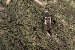 Physopelta gutta gutta