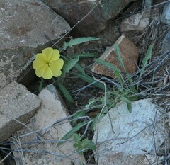 Oenothera primiveris primiveris