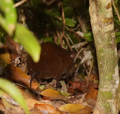 Hypsiprymnodon moschatus