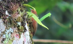 Cranioleuca erythrops