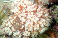 Aplidium benhami