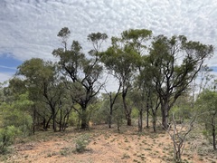 Acacia georginae