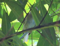 Vireo olivaceus