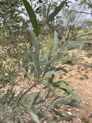 Acacia georginae