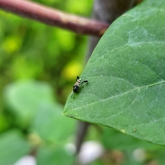 Neocladia