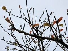 Ficus erecta beecheyana