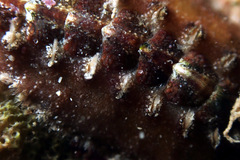 Acanthochitona kimberi