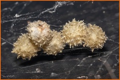 Latrodectus geometricus