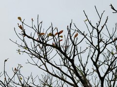 Ficus erecta beecheyana