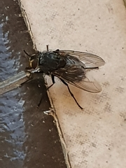 Calliphora vomitoria